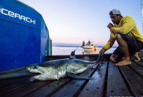 Research group confirms great white shark nursery off New York`s Long Island 